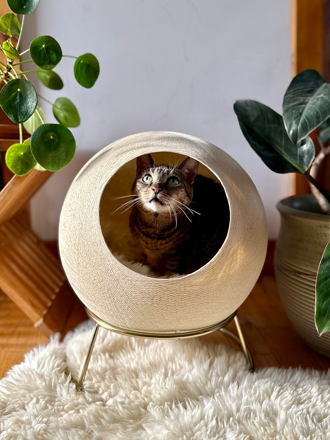 My Picky Cats' New Hideout Is Cozy for Them, Actually Attractive for Me
